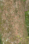 Planertree <BR>Water elm